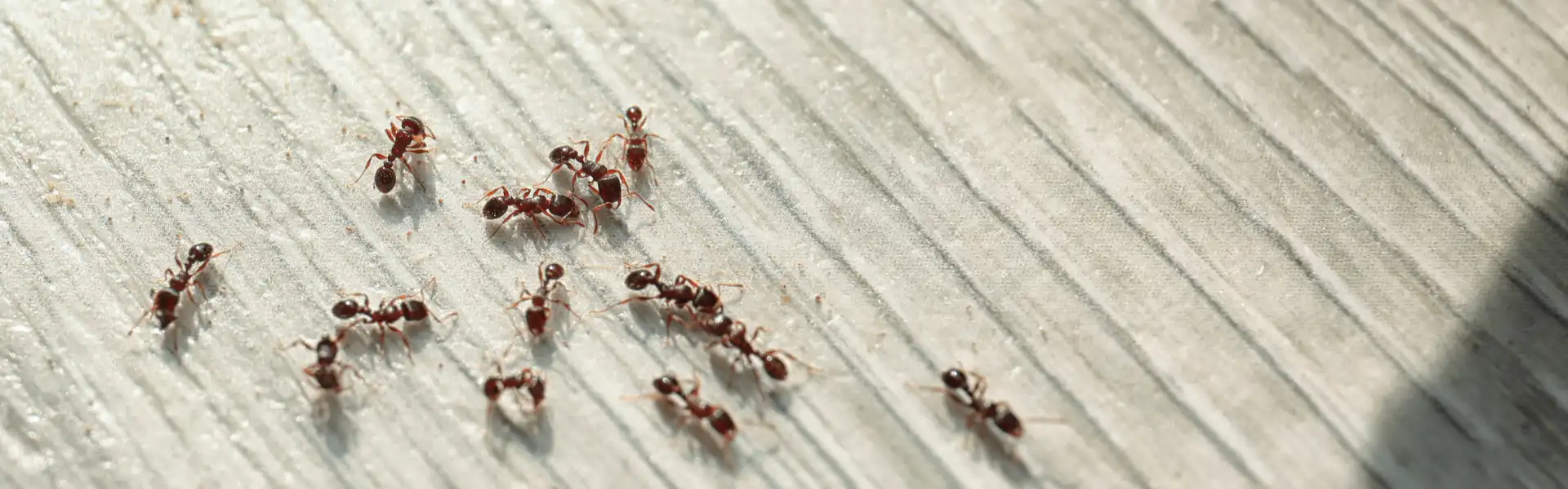 Ant army crawling on wood surface. Contact the ant exterminator professionals at Deep Roots Pest and Wildlife to get rid of ants today.