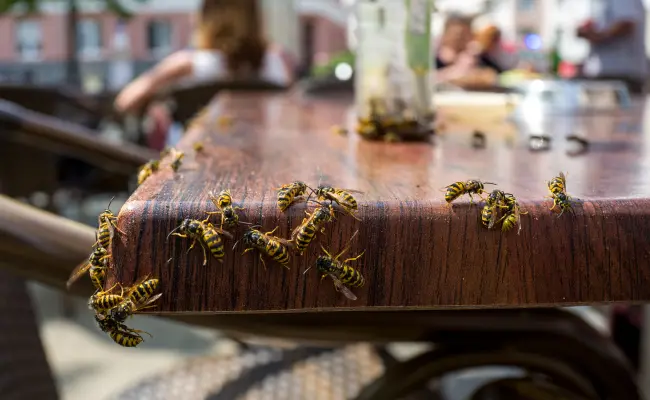 A swarm of bees on a cafe table in Vancouver