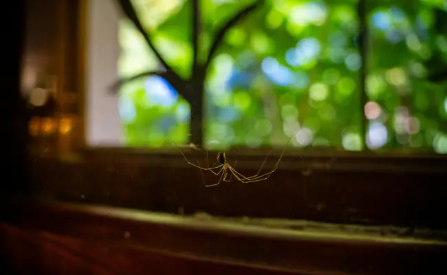 A cellar spider hanging near a window in a Portland home