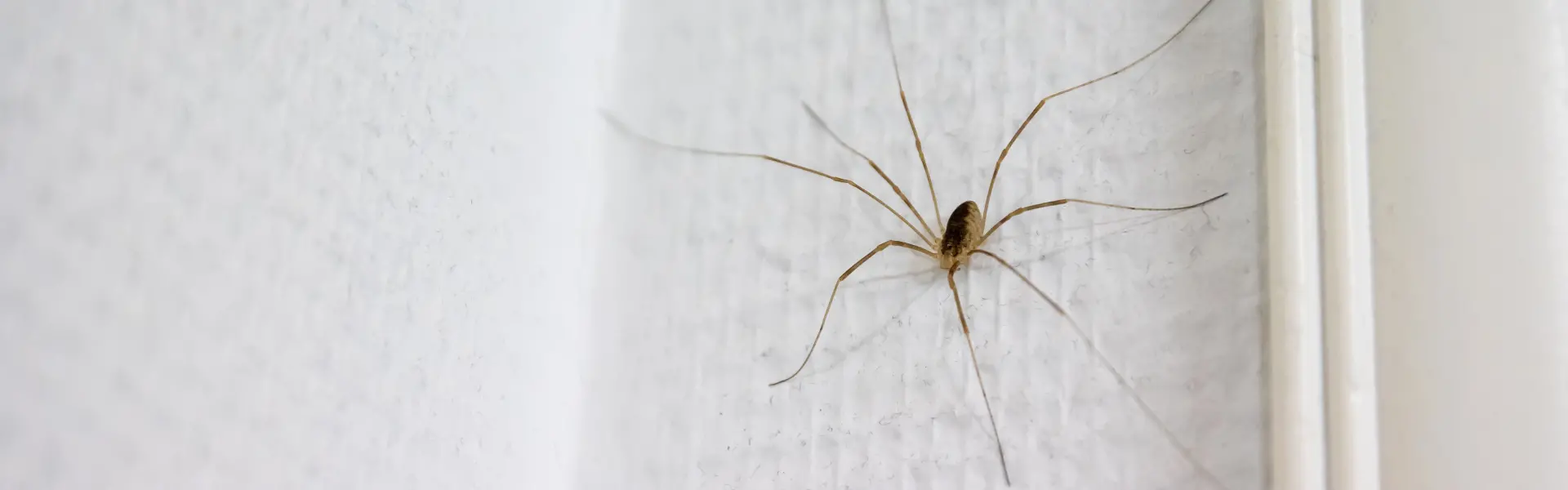 A daddy long-legs spider crawling on a bathroom current