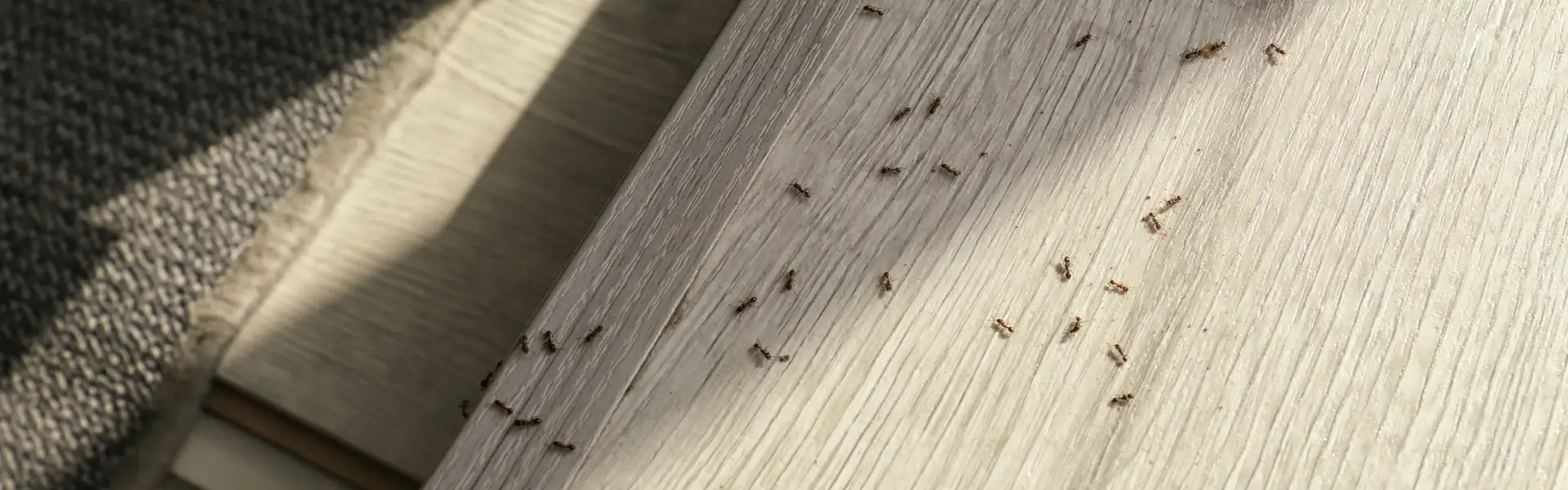 Floor ants infesting a Portland home before pest treatment