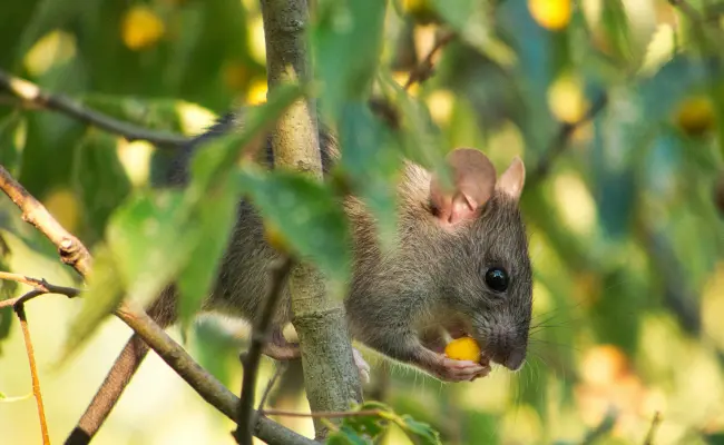 A brown mouse eating in a tree