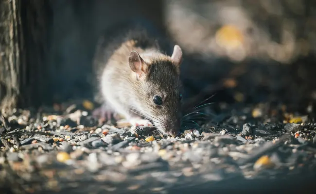 A mouse searches for food in a Portland yard