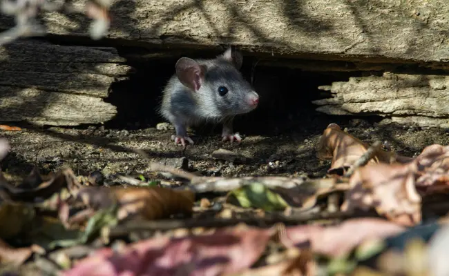 A small, grey mouse emerges from under a Vancouver home
