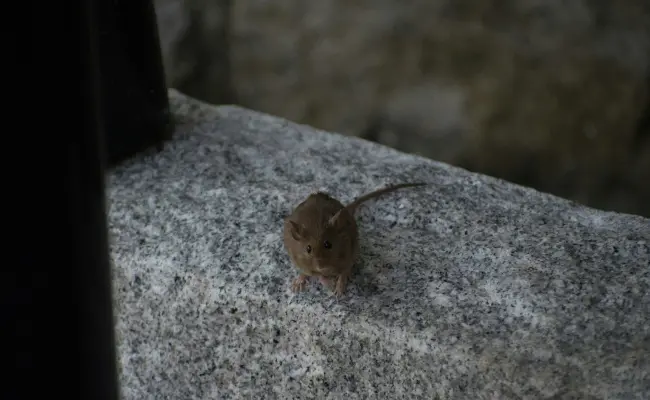 A brown mouse sits on a stone structure