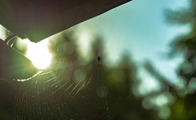A spider making a web on the porch of a Portland home
