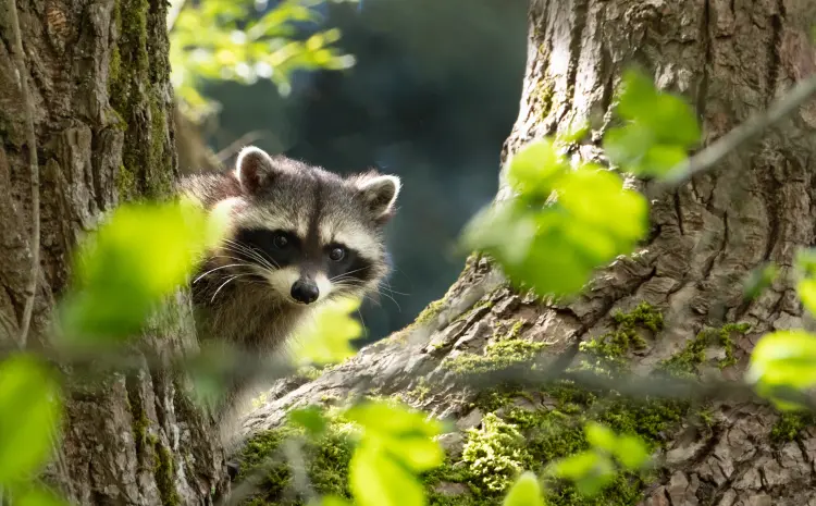 A raccoon peers around a tree. Contact Deep Roots Pest and Wildlife Innovations for your raccoon control needs.