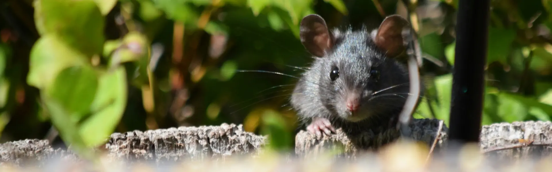 A mouse climbing a wooden fence in a Portland yard