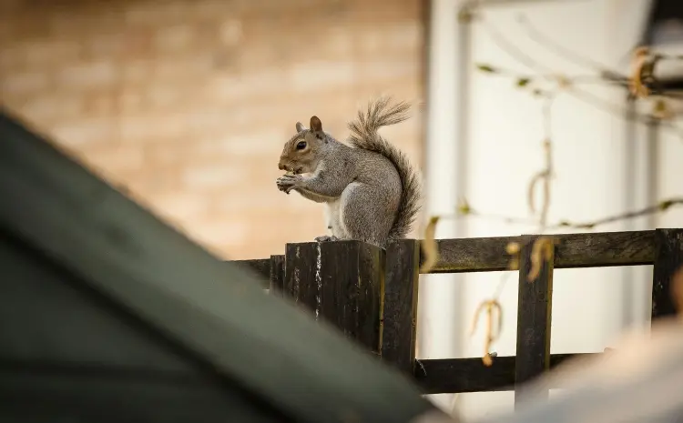 A squirrel eating on top of a fence post. Contact Deep Roots Pest and Wildlife Innovations to get rid of squirrels from your Portland or Vancouver home.