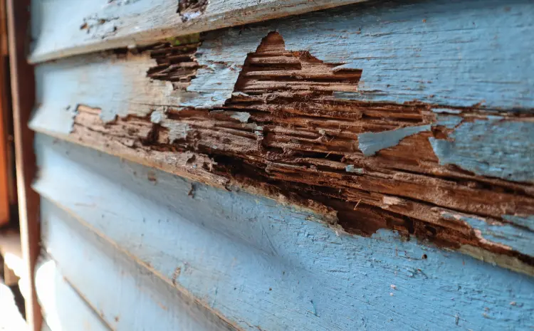 Termite damaged siding in a Portland home. Contact the termite exterminator experts at Deep Roots Pest and Wildlife to protect your home or business from unwanted pests.