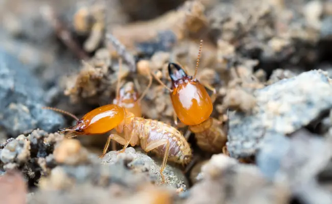 A closeup of termites in a colony