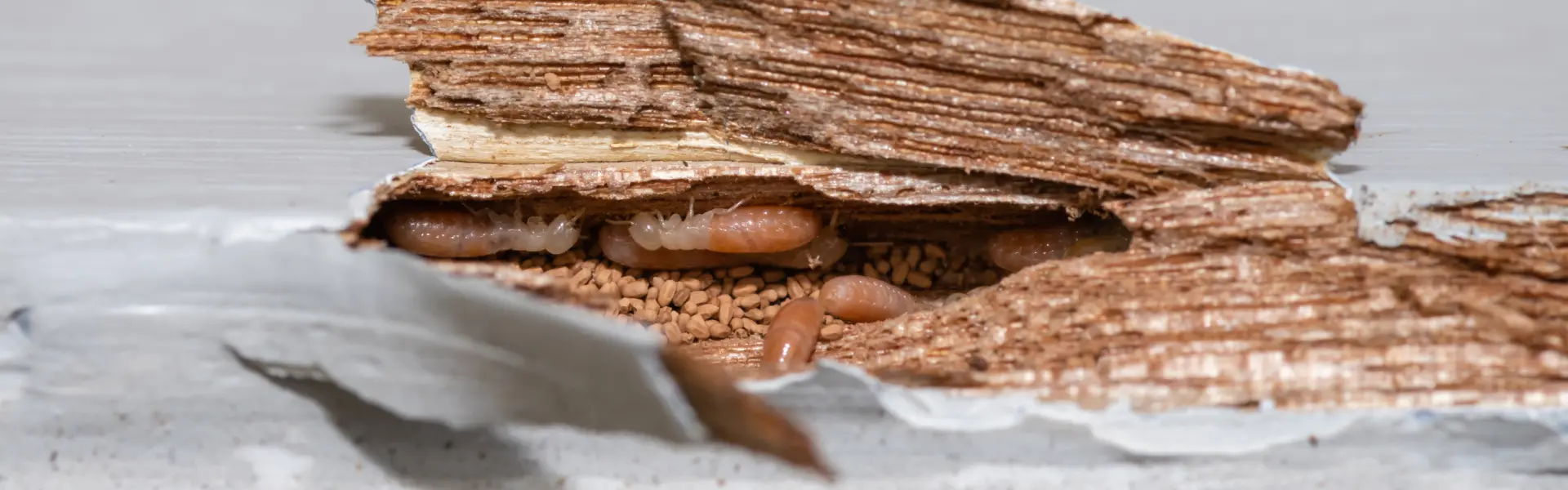 An exposed piece of wood from a door frame infested with termites
