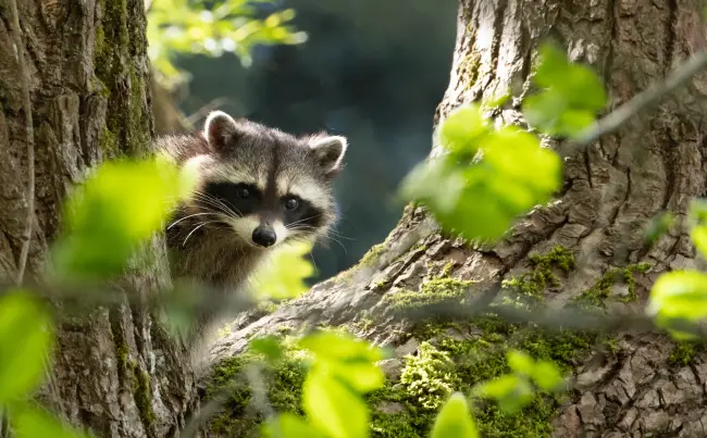 Raccoon wildlife exclusion services by Deep Roots Pest and Wildlife Innovations in Hazel Grove OR