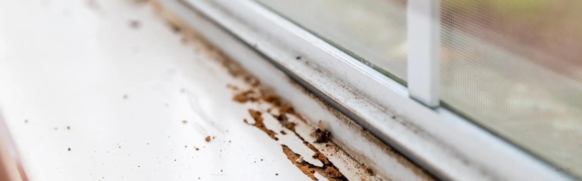 Window sill with heavy termite damage in Portland home. Contact Deep Roots and Wildlife Innovations for your pest control needs.