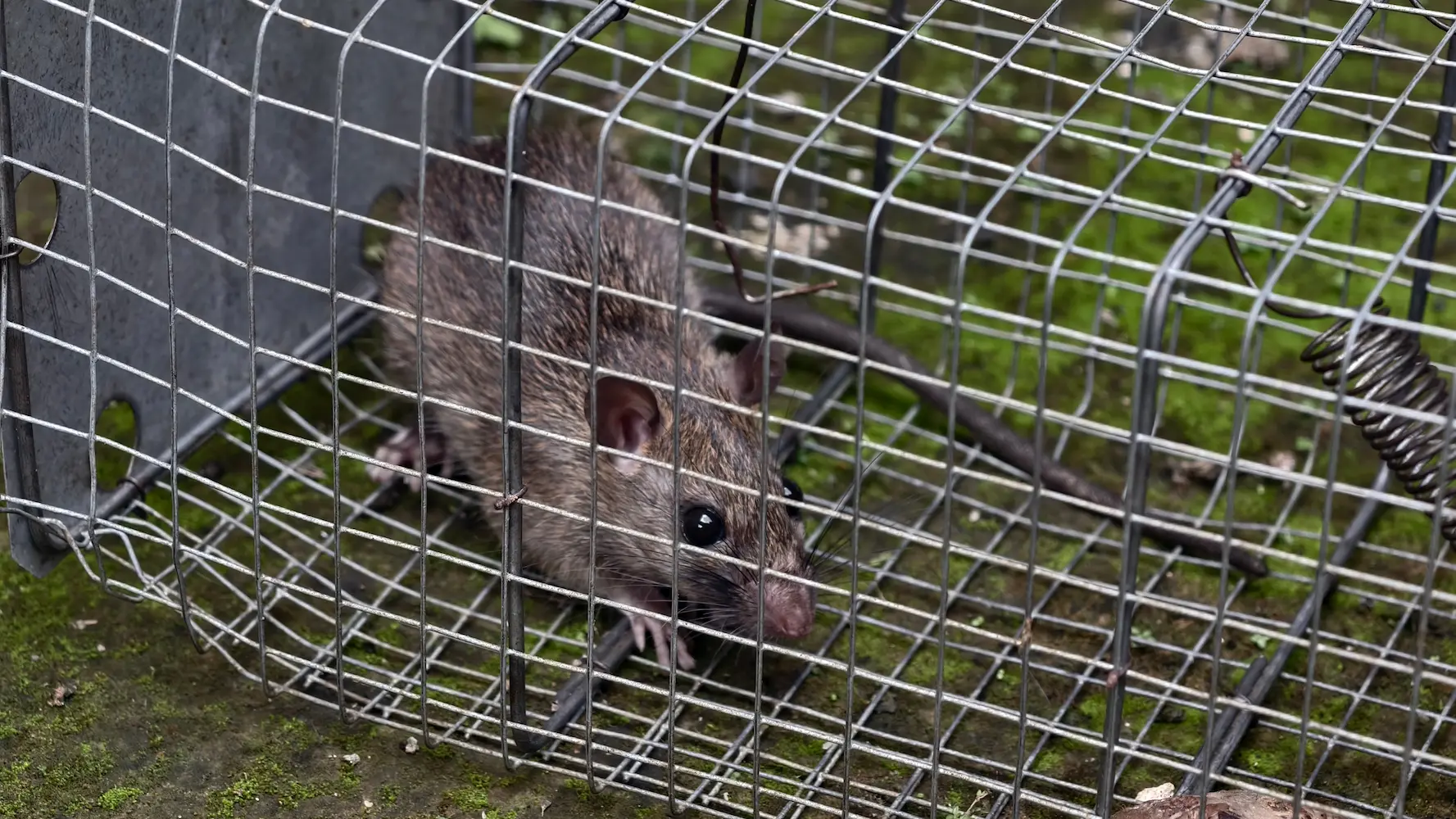 closeup of a rat caught in a trap