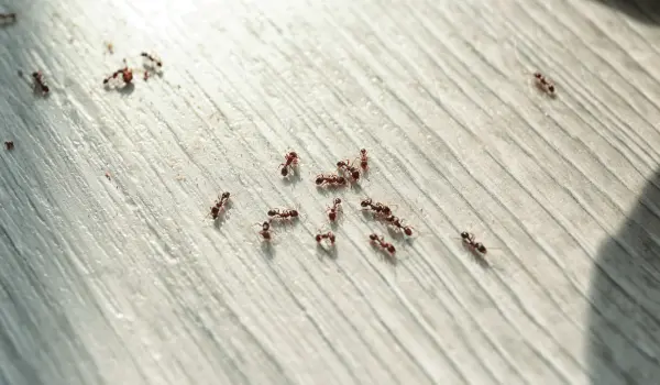 Sugar ants crawling on the floor. Learn how to get rid of sugar ants with these DIY ant removal tips from Deep Roots Pest and Wildlife Innovations.