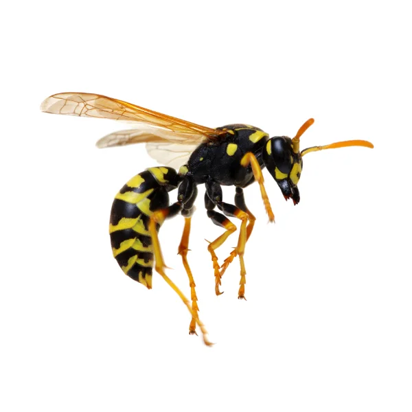 Photo of a wasp against a solid white background, one household pest Deep Roots can handle.