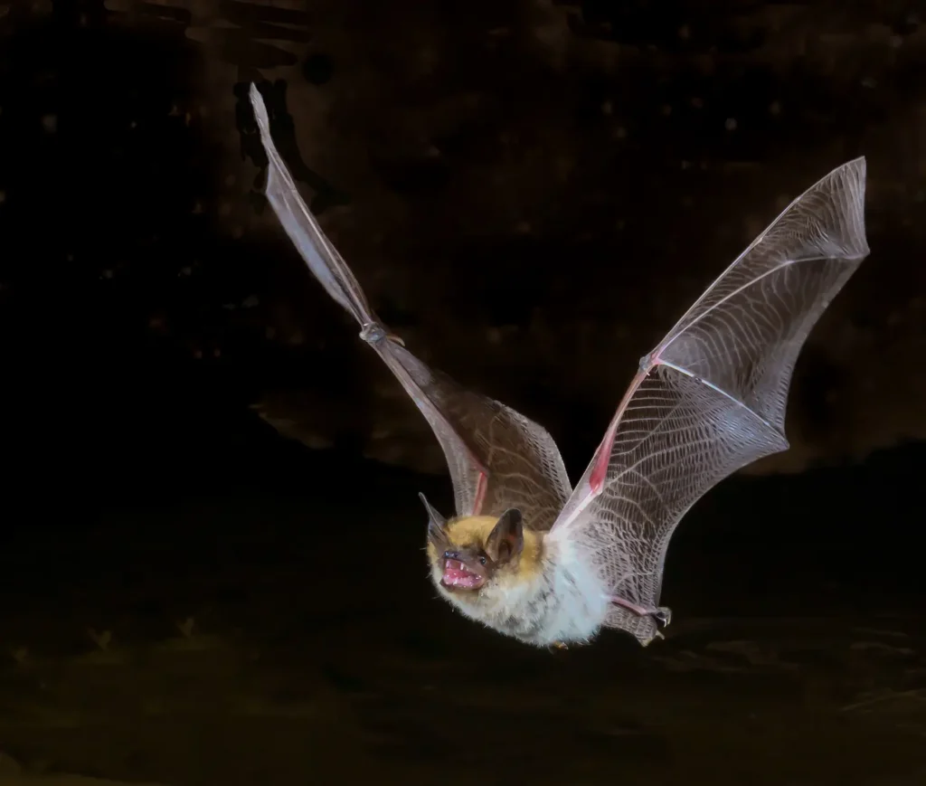 A mouse eared bat taking flight from a dark corridor.