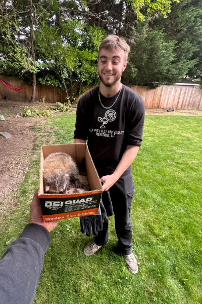Deep Roots Pest's professional technician in a residential backyard holding box of baby raccoons cuddling after being rescued.