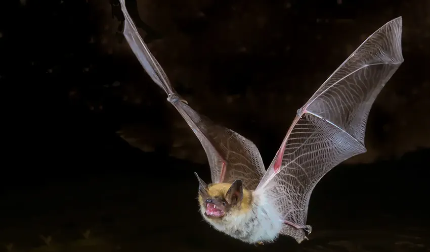 A mouse eared bat taking flight from a dark corridor.