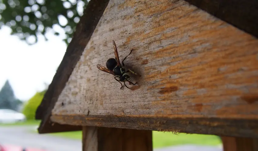 A bald-faced hornet perched on the side of a wooden structure