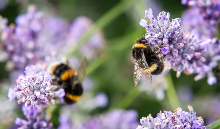 A pair of bumble bees resting on lavender