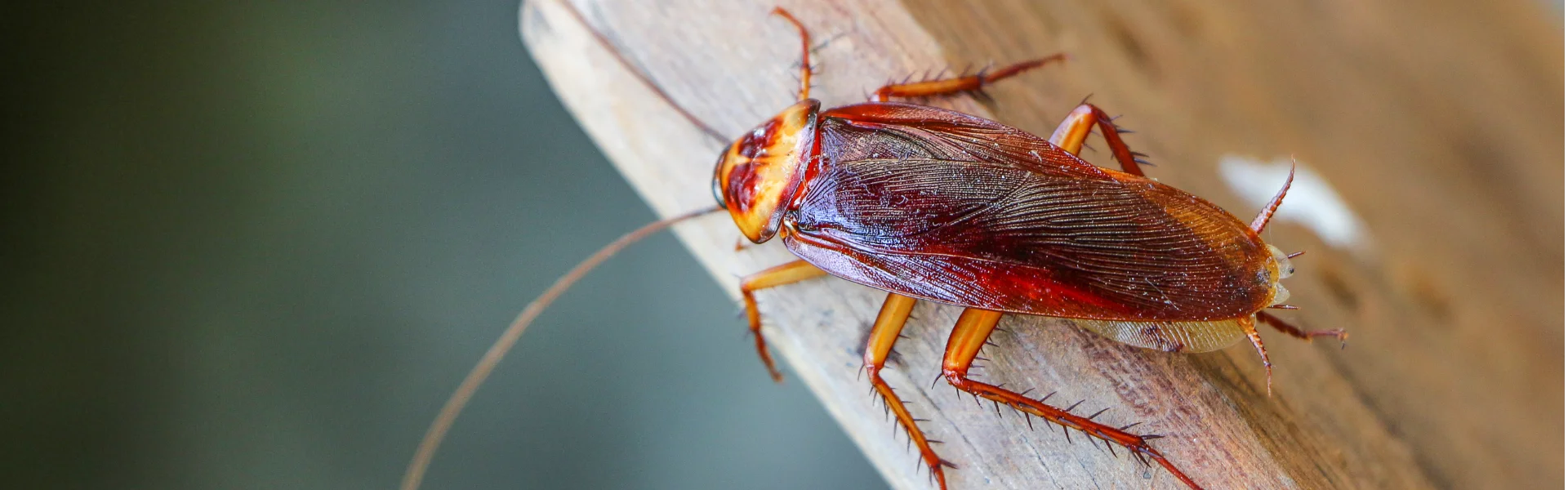 A close up of a cockroach on a wooden shelf in Vancouver WA