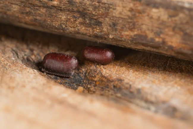 A closeup of two cockroach eggs on a wood floor