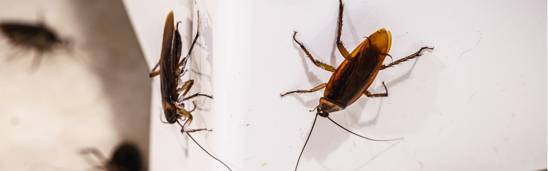 Multiple cockroaches crawling on a white dresser in Vancouver WA