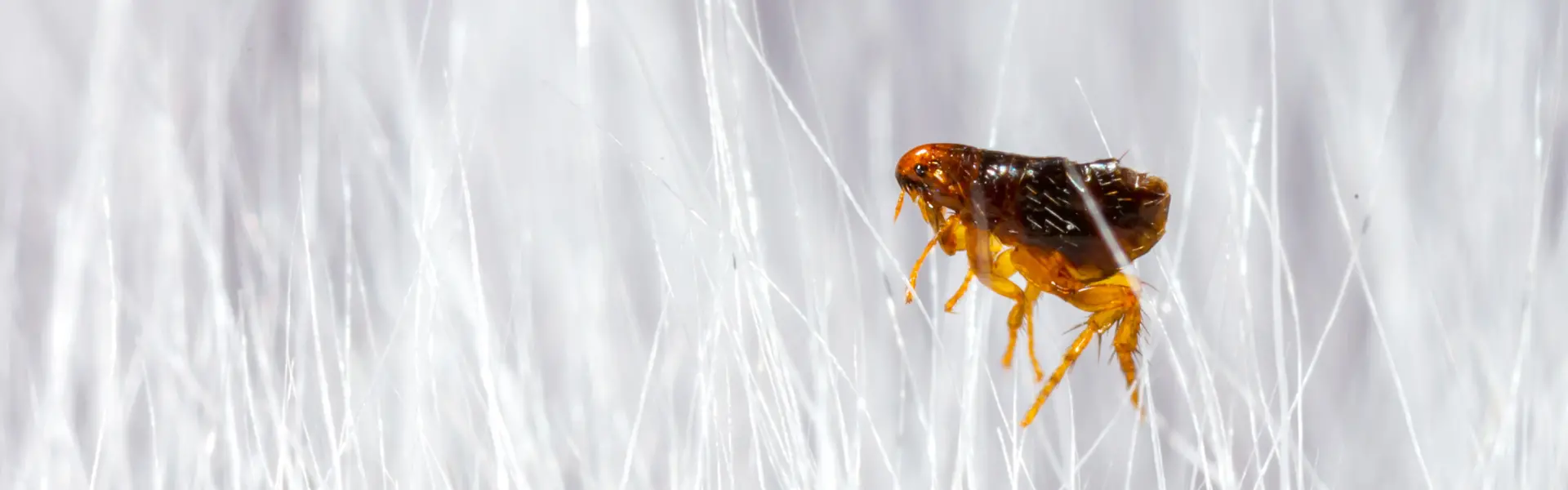 Closeup of a flea in carpet fibers. Contact Deep Roots Pest and Wildlife Innovations if you suspect you have fleas or ticks in your home.