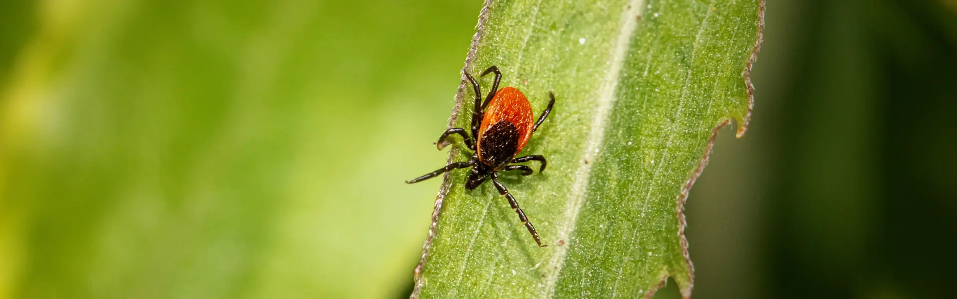 A deer tick resting on a leaf. Contact Deep Roots Pest and Wildlife Innovations for flea and tick control services in Vancouver, WA and Portland, OR.