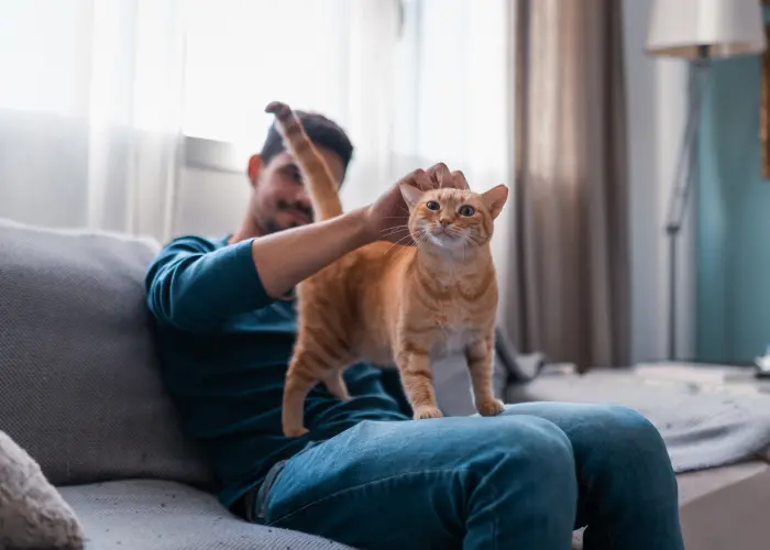 A man pets an orange cat while sitting on a couch. Dogs and cats returning from being outside is a common way fleas and ticks are brought into the home.