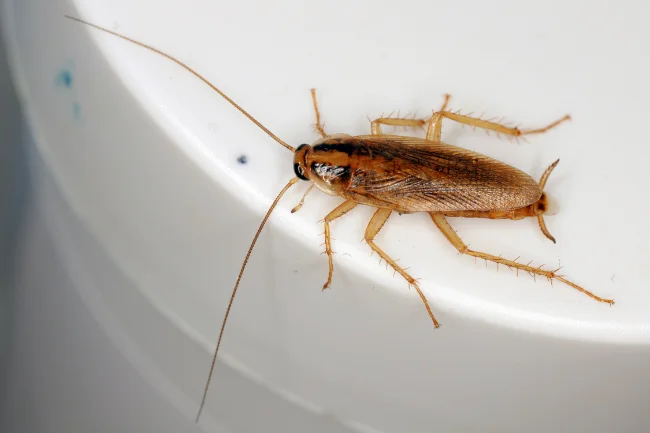 A close up of a german cockroach on a plastic bin in Vancouver WA
