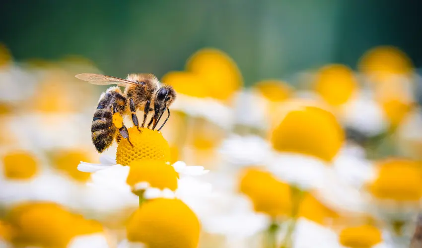 A honey bee collecting nectar from a flower
