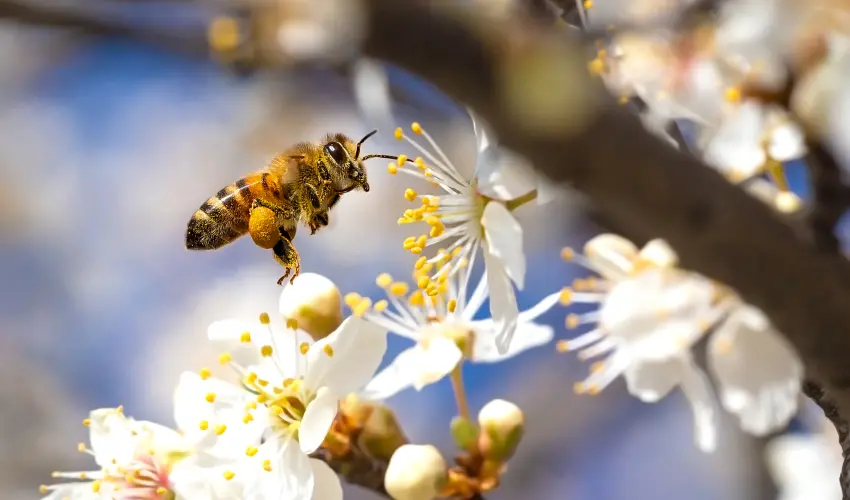 A honey bee in flight. Learn to identify bees, wasps, and hornets in the Pacific Northwest from the stinging insect control experts at Deep Roots Pest & Wildlife Innovations.