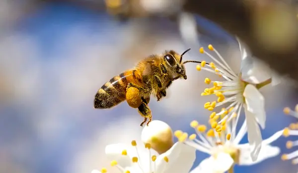 A honey bee gathering nectar from a flower. Learn how to identify stinging insects in the Pacific Northwest, including honey bees, paper wasps, yellow jackets, and more.