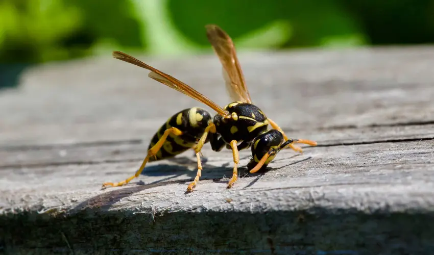 A paper wasp landing on a wooden surface