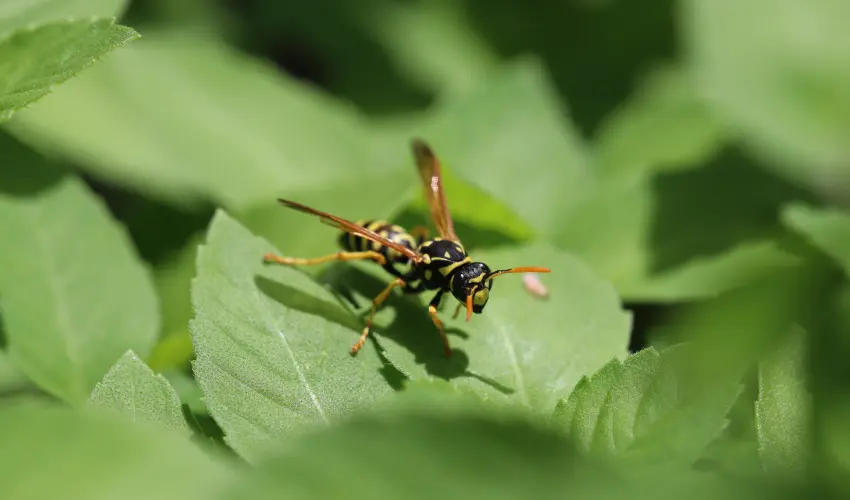 A yellow jacket resting on a leaf