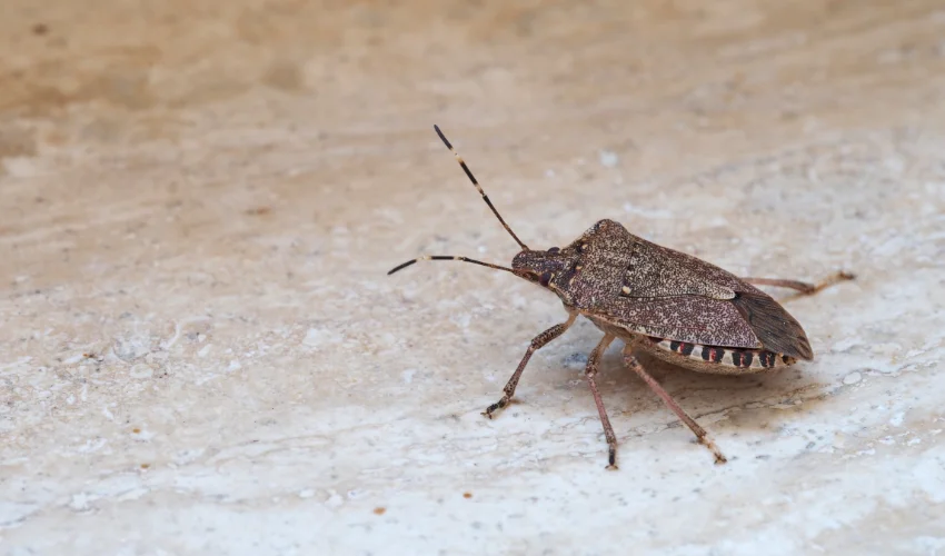 A brown marmorated stink bug crawling across a light-colored marble or stone surface.