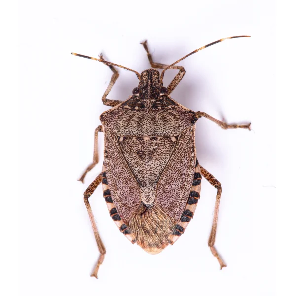 Brown stink bug against a white background.