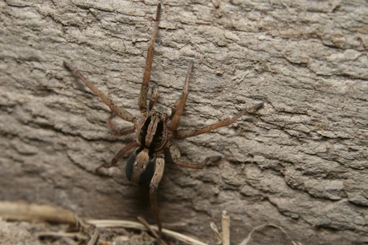 A large brown wolf spider with distinct dark stripes crawling on a textured wooden surface.