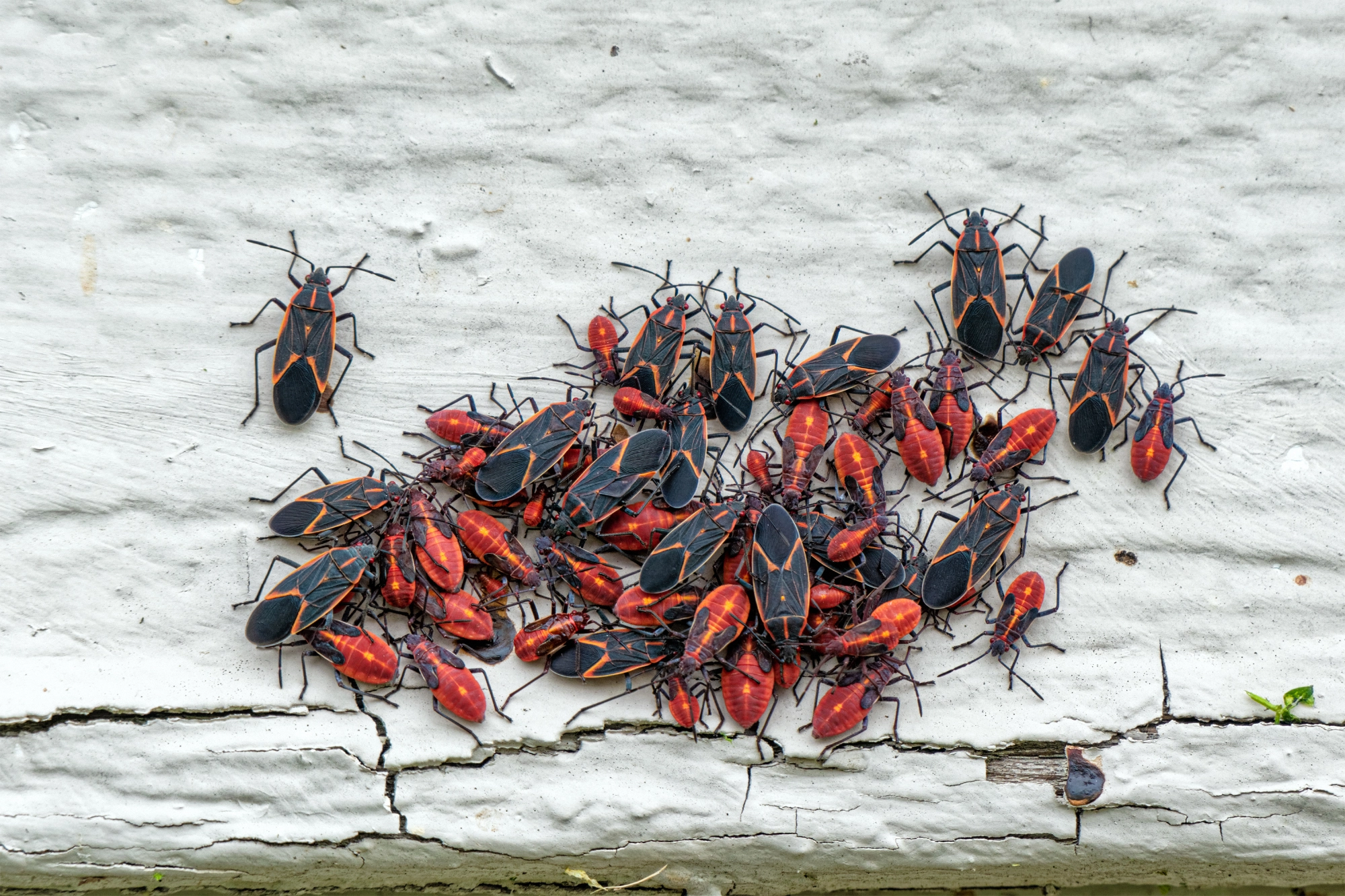 A cluster of boxelder bugs on a piece of wood painted white.