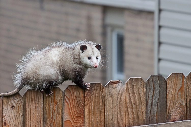 An opossum standing on the top of a wooden fence in a residential neighborhood.