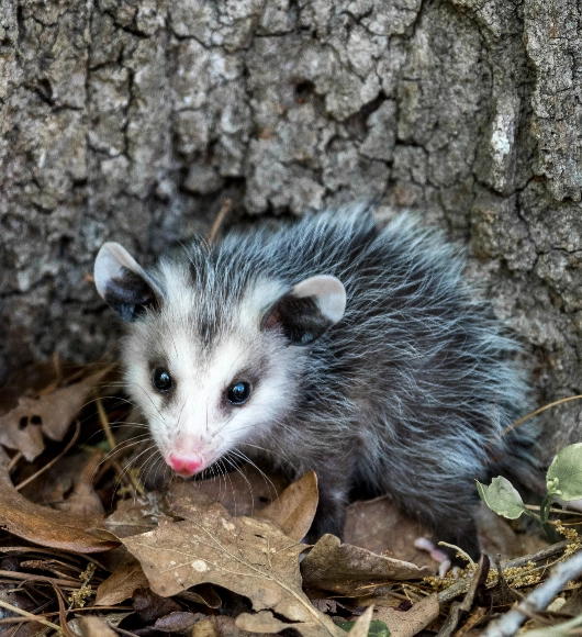 A baby opossum in a pile of fallen leaves.